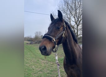 Koń westfalski, Wałach, 15 lat, 170 cm, Gniada