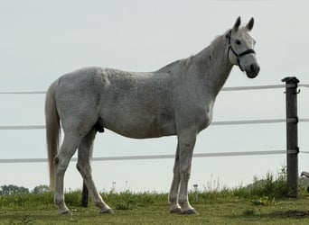 Koń westfalski, Wałach, 15 lat, 174 cm, Siwa