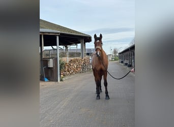 Koń westfalski, Wałach, 15 lat, 175 cm, Gniada