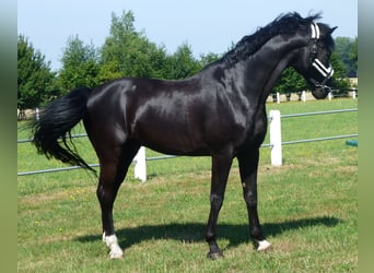 Koń westfalski, Wałach, 15 lat, 175 cm, Skarogniada