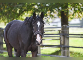 Koń westfalski, Wałach, 15 lat, 180 cm, Ciemnogniada