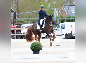 Koń westfalski, Wałach, 16 lat, 165 cm, Ciemnokasztanowata