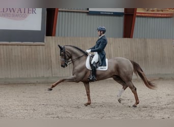Koń westfalski, Wałach, 16 lat, 165 cm, Ciemnokasztanowata