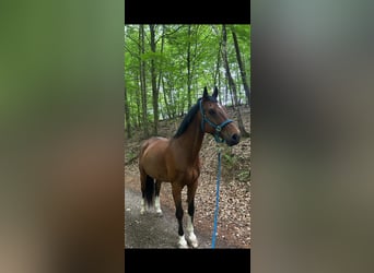 Koń westfalski, Wałach, 16 lat, 175 cm, Gniada