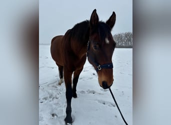 Koń westfalski Mix, Wałach, 17 lat, 185 cm, Gniada
