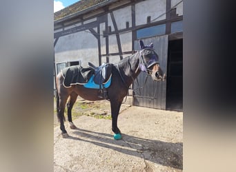 Koń westfalski, Wałach, 23 lat, 162 cm, Ciemnogniada