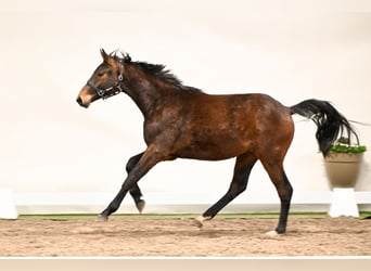 Koń westfalski, Wałach, 2 lat, 156 cm, Gniada