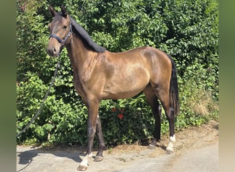 Koń westfalski, Wałach, 2 lat, 165 cm, Ciemnogniada