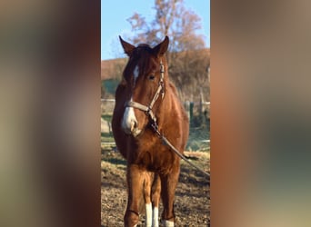 Koń westfalski, Wałach, 2 lat, 168 cm, Kasztanowata