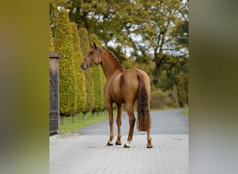 Koń westfalski, Wałach, 2 lat, 169 cm, Kasztanowata