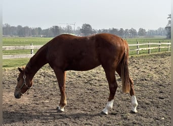 Koń westfalski, Wałach, 2 lat, Ciemnokasztanowata