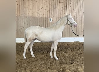 Koń westfalski, Wałach, 3 lat, 143 cm, Cremello