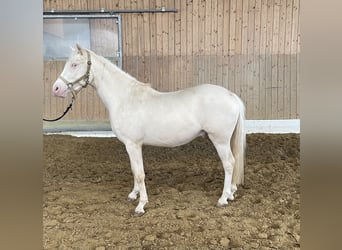 Koń westfalski, Wałach, 3 lat, 143 cm, Cremello