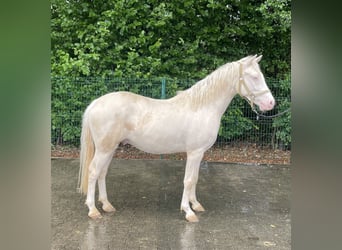 Koń westfalski, Wałach, 3 lat, 143 cm, Cremello