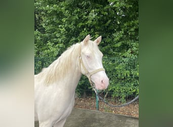 Koń westfalski, Wałach, 3 lat, 143 cm, Cremello