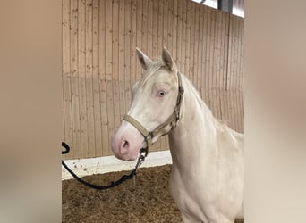 Koń westfalski, Wałach, 3 lat, 143 cm, Cremello