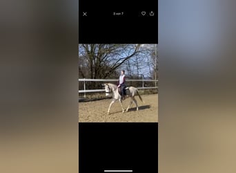 Koń westfalski Mix, Wałach, 3 lat, 148 cm, Cremello