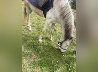 Koń westfalski Mix, Wałach, 3 lat, 148 cm, Cremello