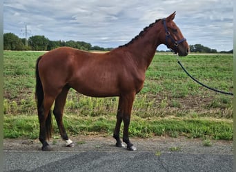 Koń westfalski, Wałach, 3 lat, 158 cm, Gniada