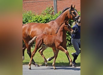 Koń westfalski, Wałach, 3 lat, 158 cm, Gniada