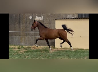 Koń westfalski, Wałach, 3 lat, 160 cm, Gniada