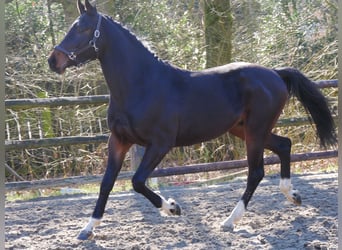 Koń westfalski, Wałach, 3 lat, 160 cm