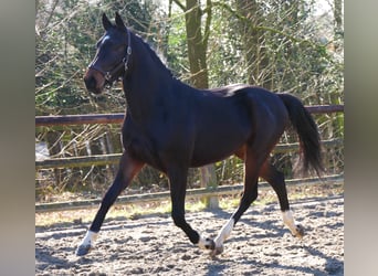 Koń westfalski, Wałach, 3 lat, 160 cm