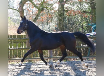 Koń westfalski, Wałach, 3 lat, 160 cm
