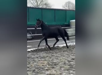 Koń westfalski, Wałach, 3 lat, 160 cm, Skarogniada
