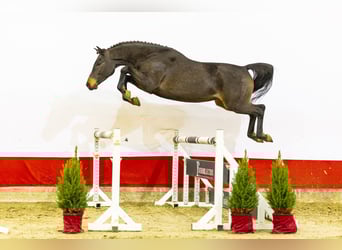 Koń westfalski, Wałach, 3 lat, 162 cm, Ciemnogniada