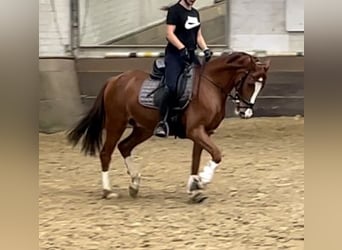 Koń westfalski, Wałach, 3 lat, 163 cm, Kasztanowata