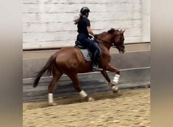 Koń westfalski, Wałach, 3 lat, 163 cm, Kasztanowata