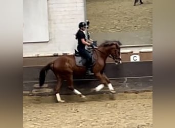 Koń westfalski, Wałach, 3 lat, 163 cm, Kasztanowata