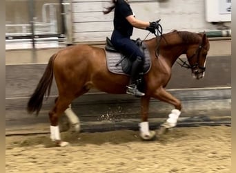 Koń westfalski, Wałach, 3 lat, 163 cm, Kasztanowata