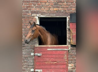 Koń westfalski, Wałach, 3 lat, 164 cm, Gniada