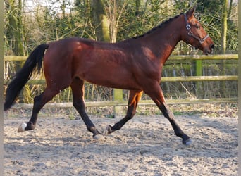 Koń westfalski, Wałach, 3 lat, 164 cm