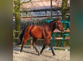 Koń westfalski, Wałach, 3 lat, 164 cm