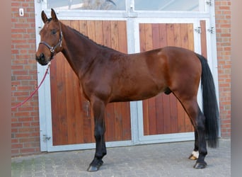 Koń westfalski, Wałach, 3 lat, 164 cm