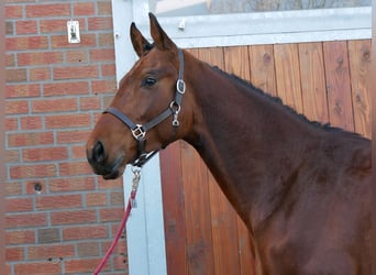 Koń westfalski, Wałach, 3 lat, 164 cm