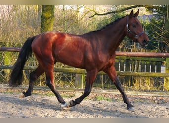 Koń westfalski, Wałach, 3 lat, 164 cm