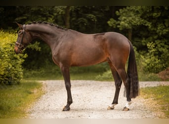 Koń westfalski, Wałach, 3 lat, 165 cm, Ciemnogniada
