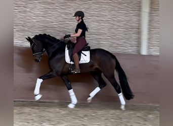 Koń westfalski, Wałach, 3 lat, 165 cm, Ciemnogniada