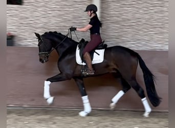 Koń westfalski, Wałach, 3 lat, 165 cm, Ciemnogniada