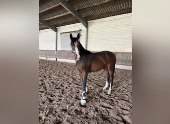 Koń westfalski, Wałach, 3 lat, 165 cm, Gniada