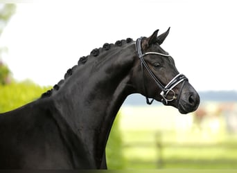 Koń westfalski, Wałach, 3 lat, 166 cm, Kara