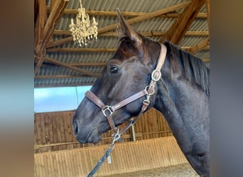 Koń westfalski, Wałach, 3 lat, 167 cm, Ciemnogniada