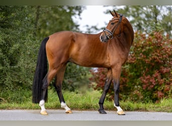 Koń westfalski, Wałach, 3 lat, 167 cm, Gniada