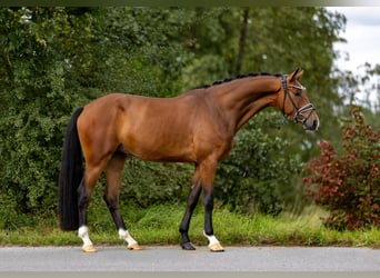 Koń westfalski, Wałach, 3 lat, 167 cm, Gniada