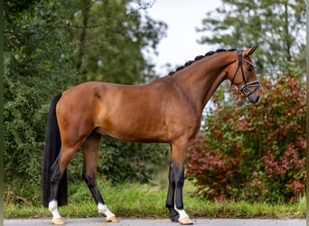 Koń westfalski, Wałach, 3 lat, 167 cm, Gniada