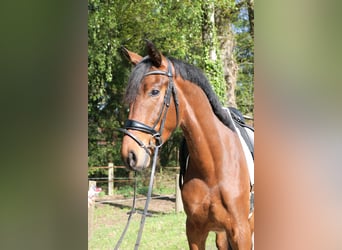 Koń westfalski, Wałach, 3 lat, 167 cm, Gniada